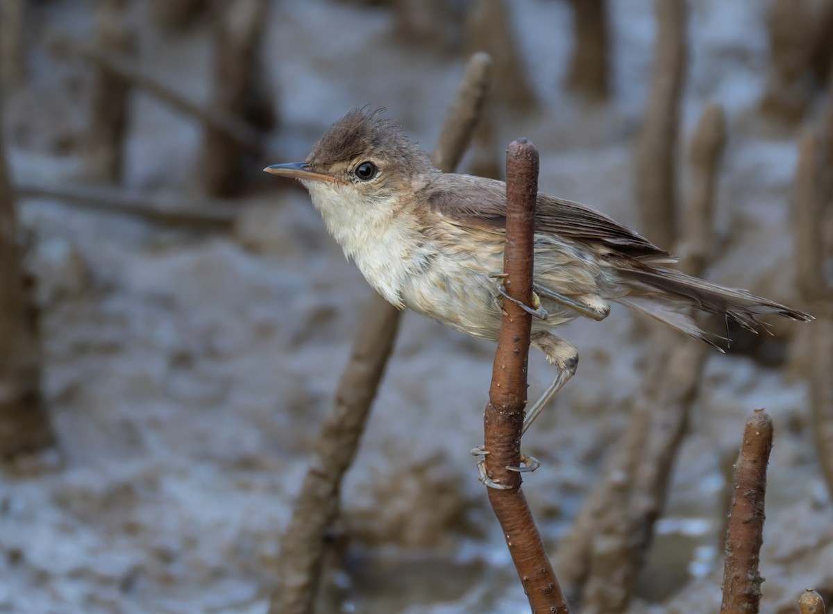 Common Reed Warbler (Mangrove) - ML659283308