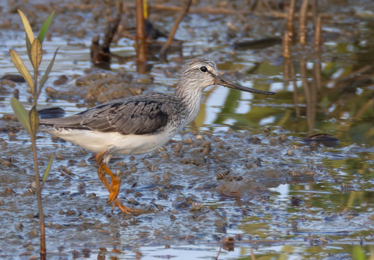 Terek Sandpiper - ML659283311