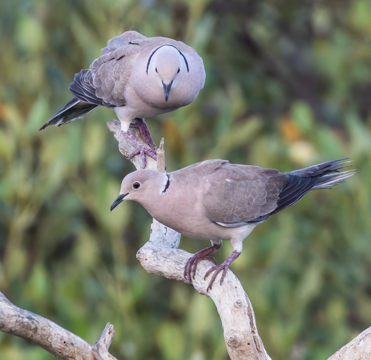 African Collared-Dove - ML659283325