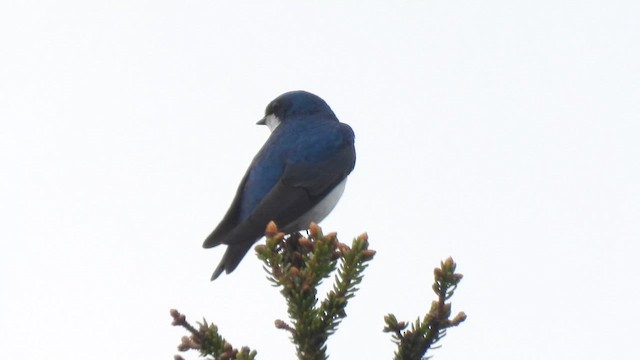 Tree Swallow - ML659283389