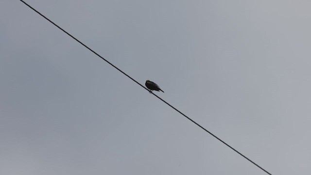 Bobolink - ML659283521