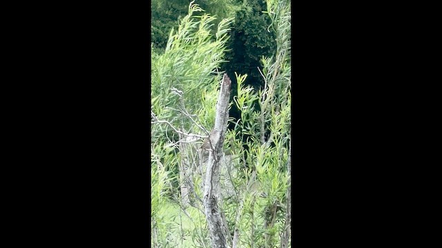 Botteri's Sparrow - ML659283533