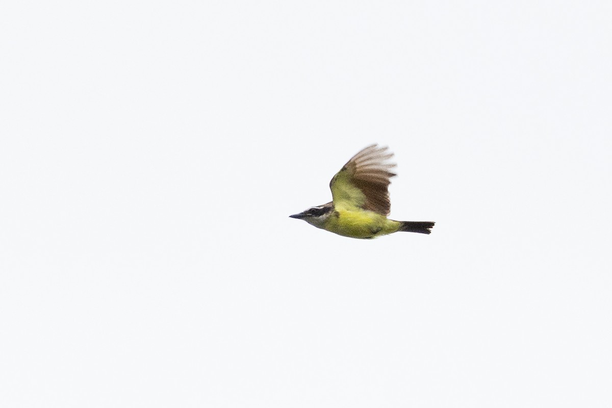 Great Kiskadee - ML659283660