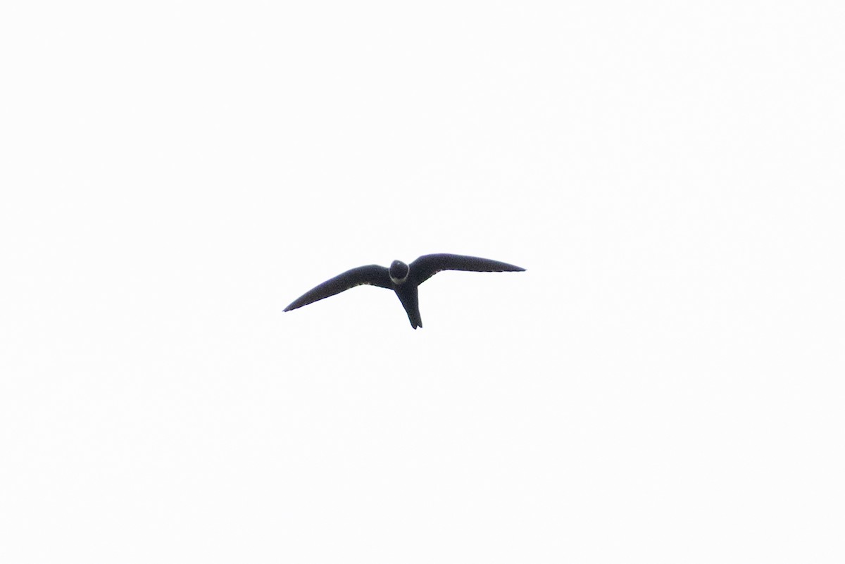 White-collared Swift - ML659283713