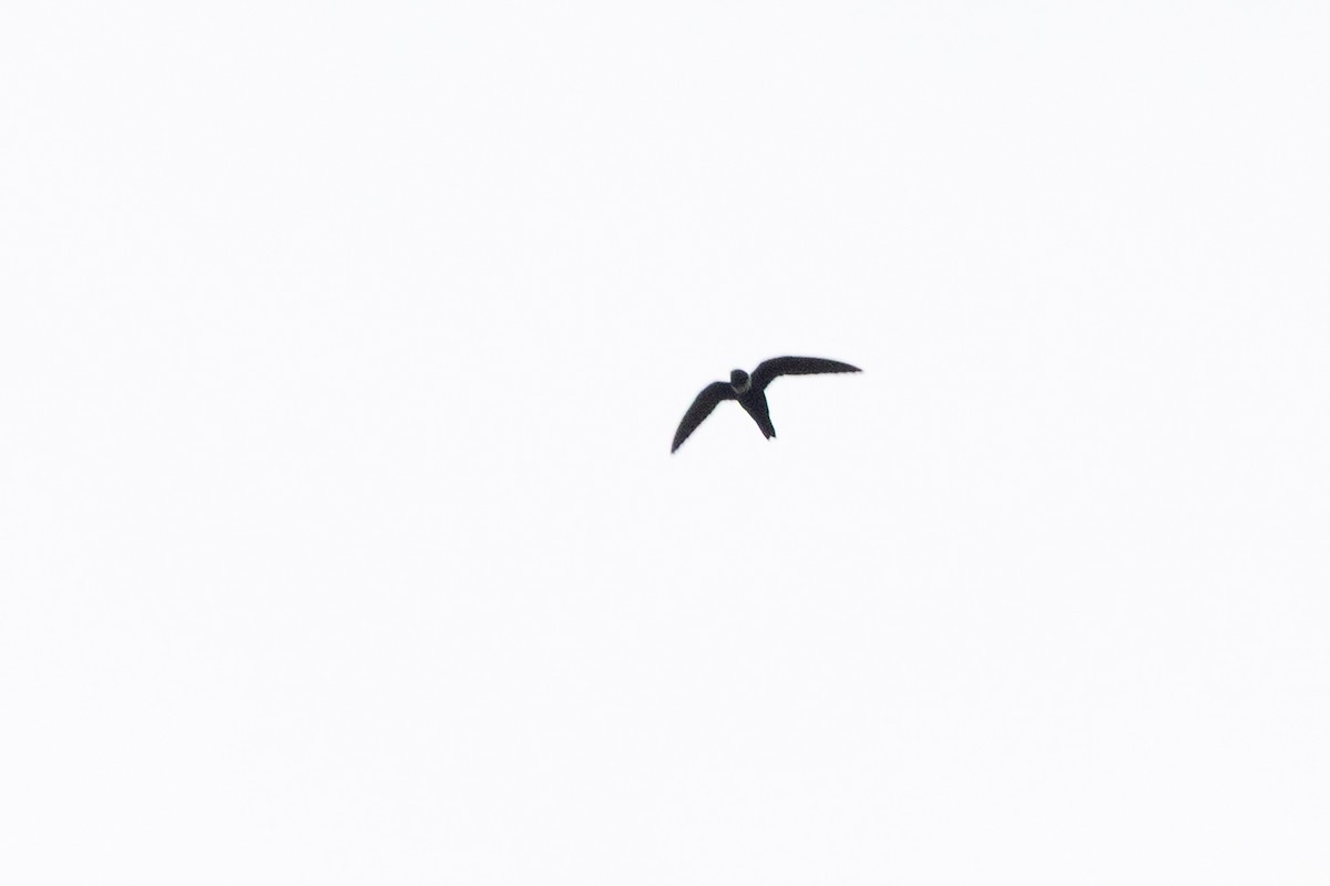White-collared Swift - ML659283714