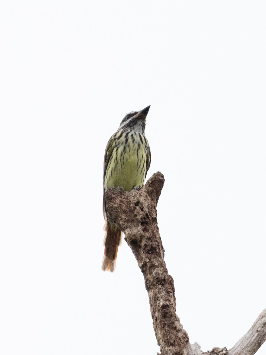 Sulphur-bellied Flycatcher - ML659283759