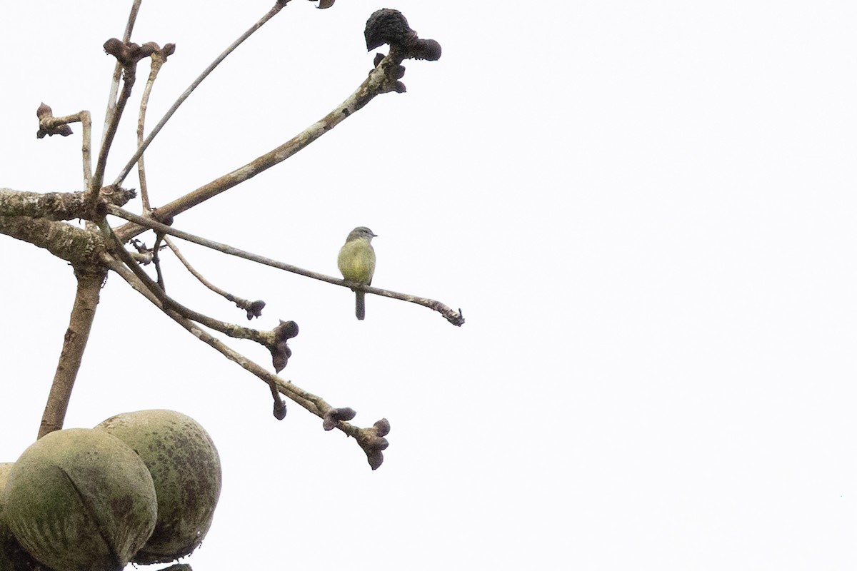 Yellow-crowned Tyrannulet - ML659283796