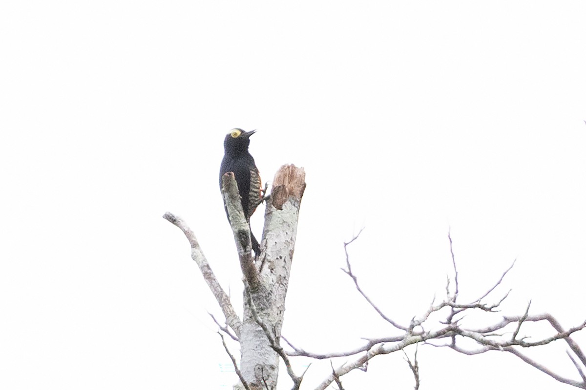 Yellow-tufted Woodpecker - ML659283828