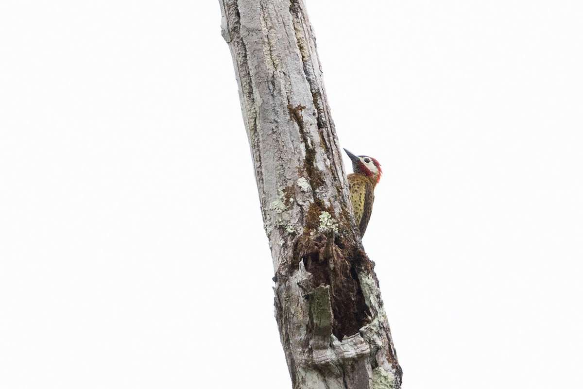 Spot-breasted Woodpecker - ML659283831