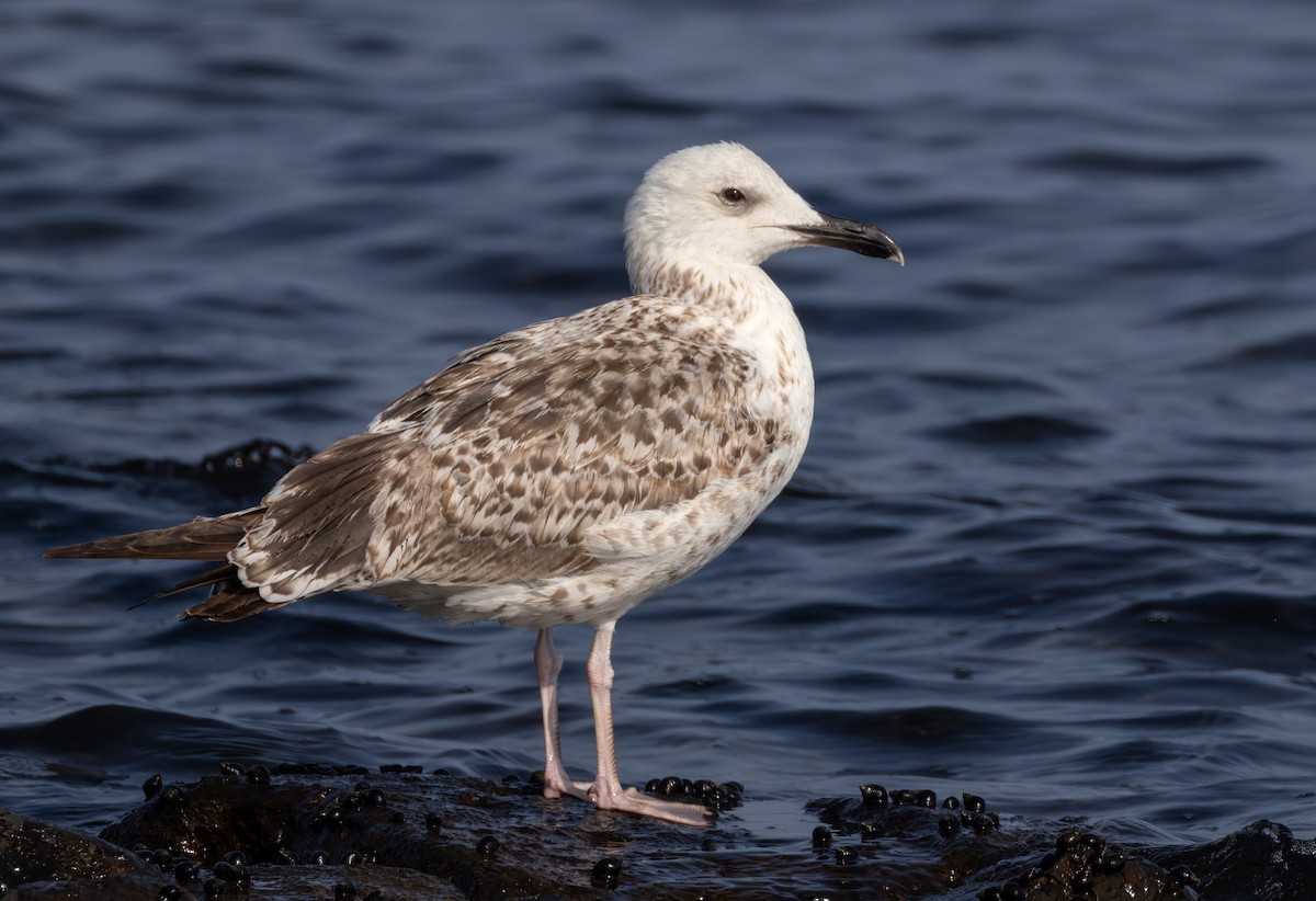 Larus sp. - ML659283857