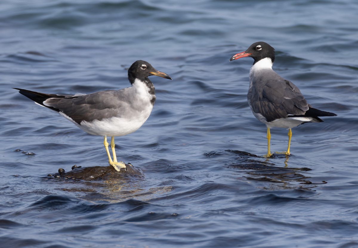 White-eyed Gull - ML659283862