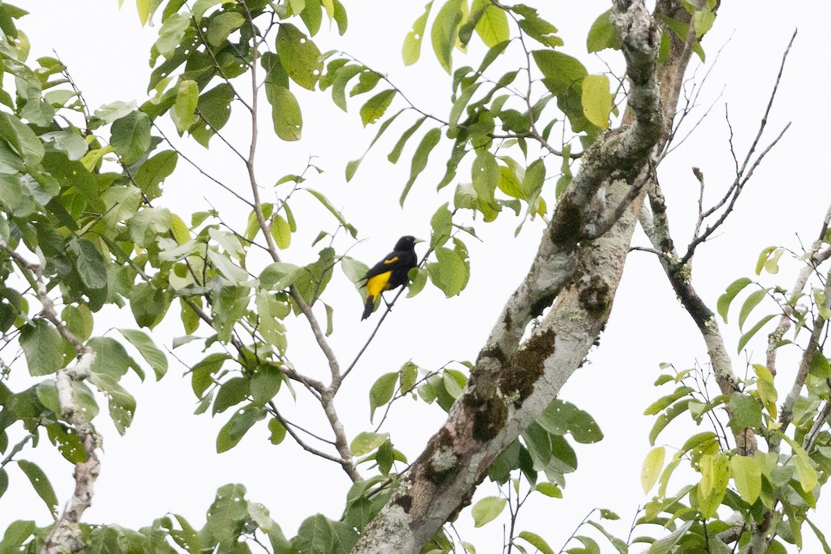 Yellow-rumped Cacique (Amazonian) - ML659283864