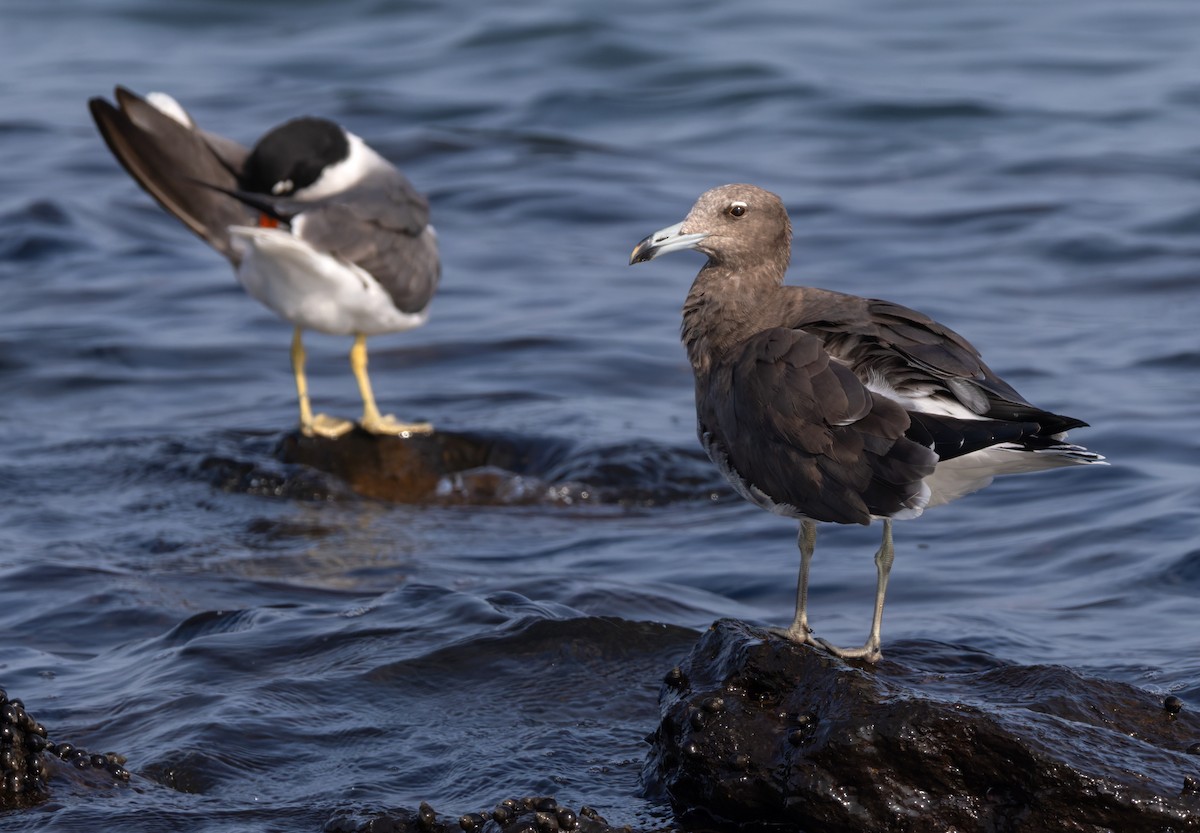 Sooty Gull - ML659283865