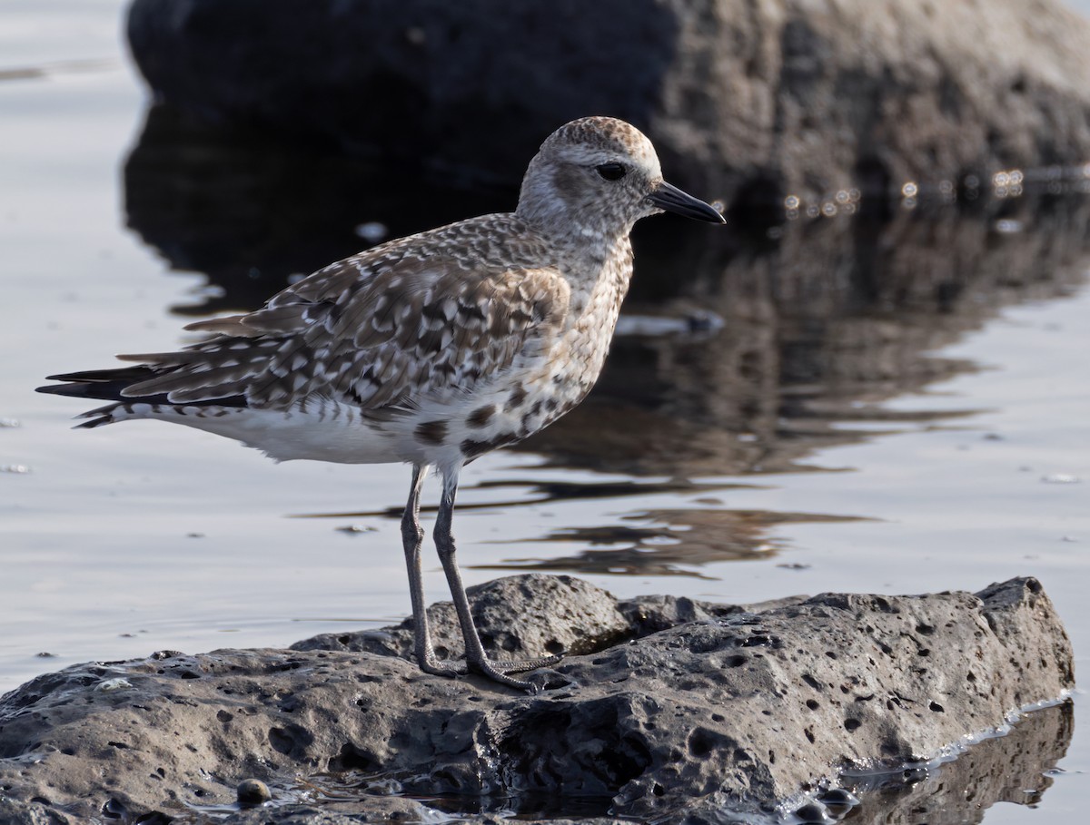 Black-bellied Plover - ML659283868