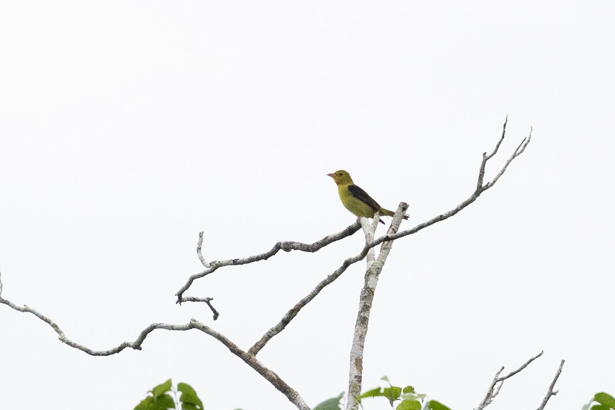 Scarlet Tanager - ML659283879