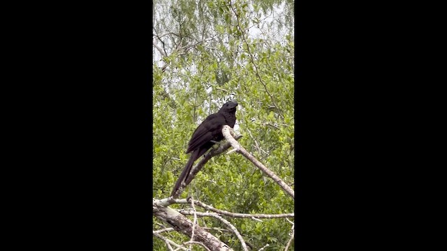 Groove-billed Ani - ML659283901