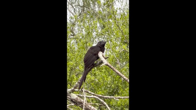 Groove-billed Ani - ML659283902