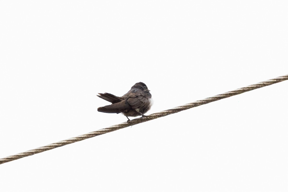 White-thighed Swallow - ML659283925