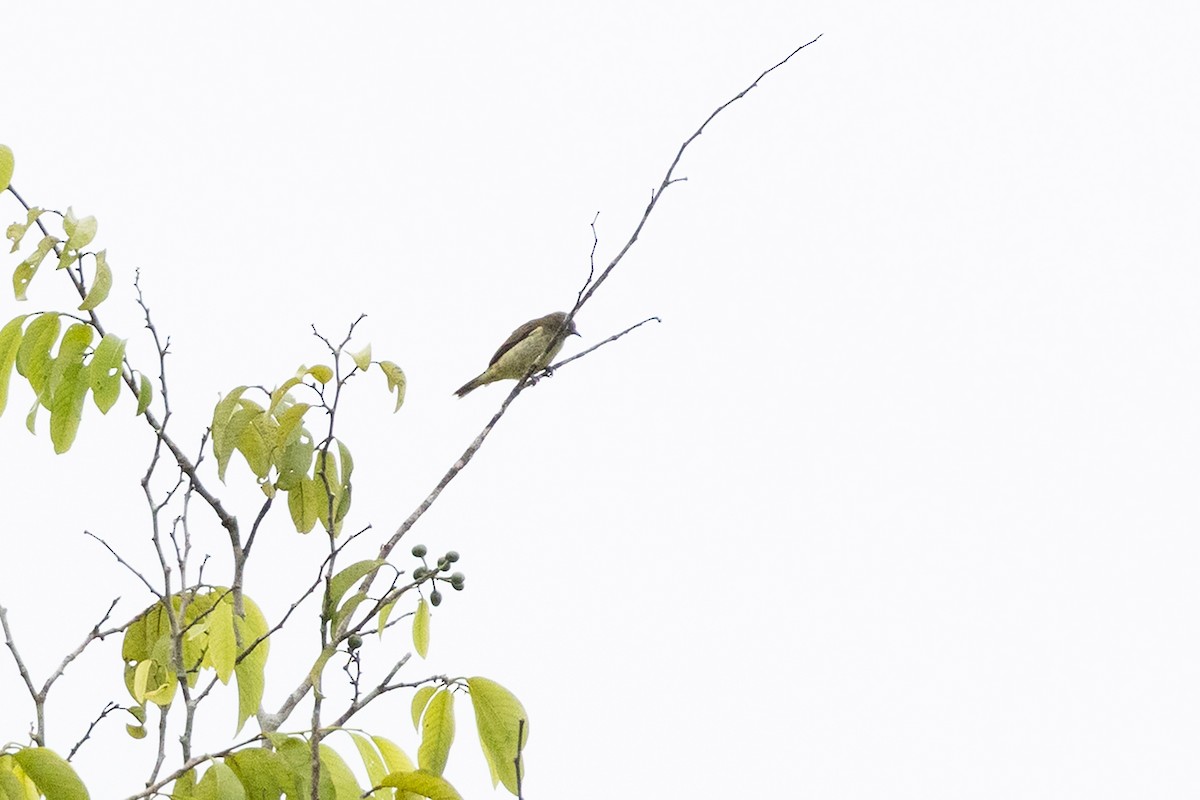 Yellow-bellied Dacnis - ML659283962