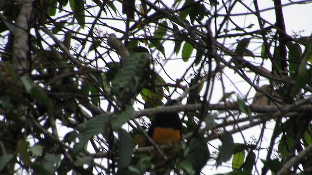 Green-backed Trogon - ML659283997