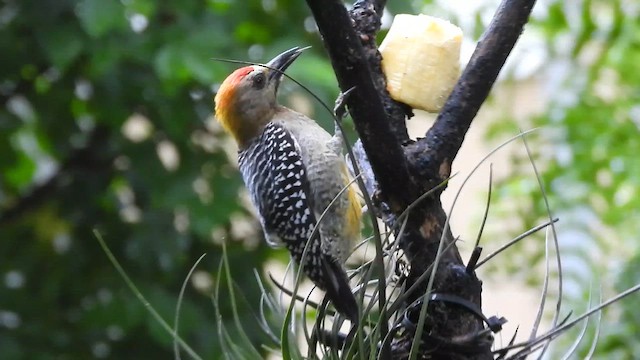 Hoffmann's Woodpecker - ML659284016