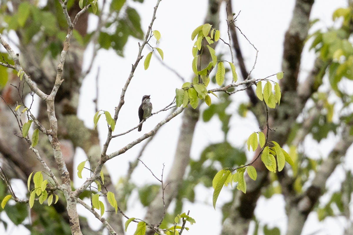 Piratic Flycatcher - ML659284019
