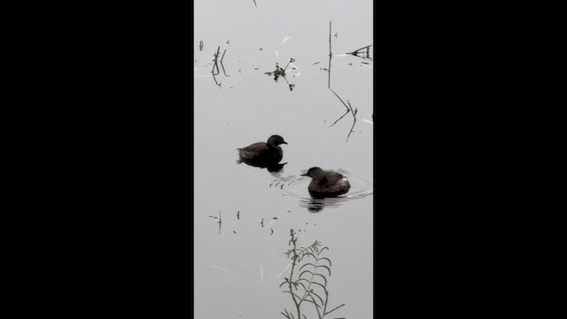 Least Grebe - ML659284021