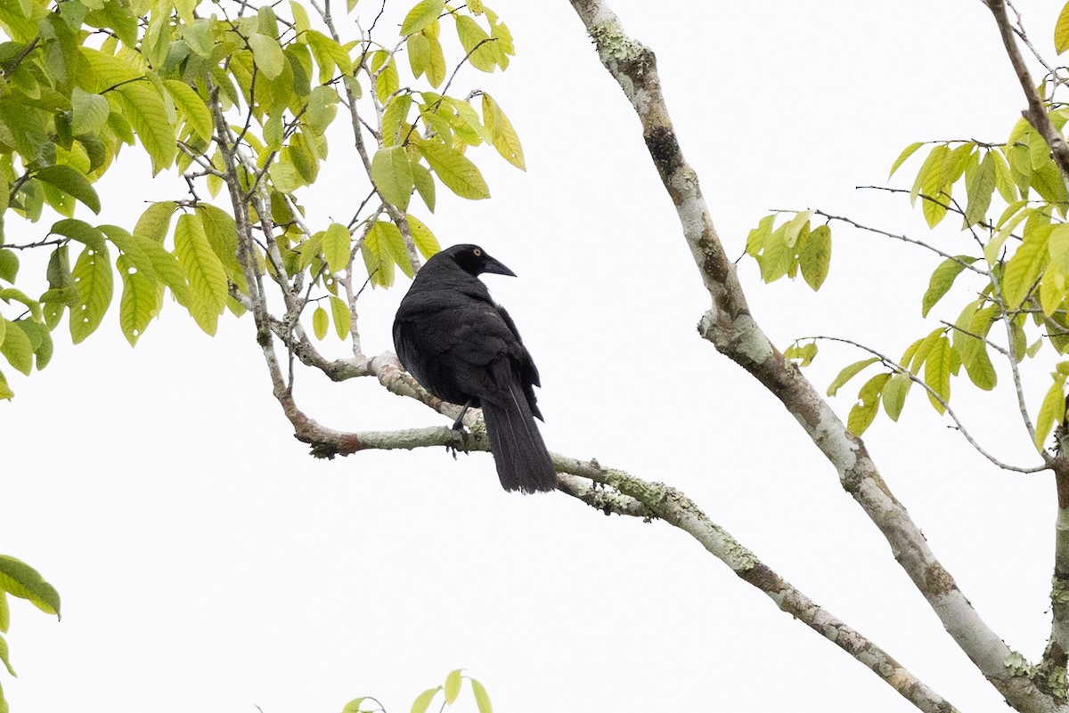 Giant Cowbird - ML659284030