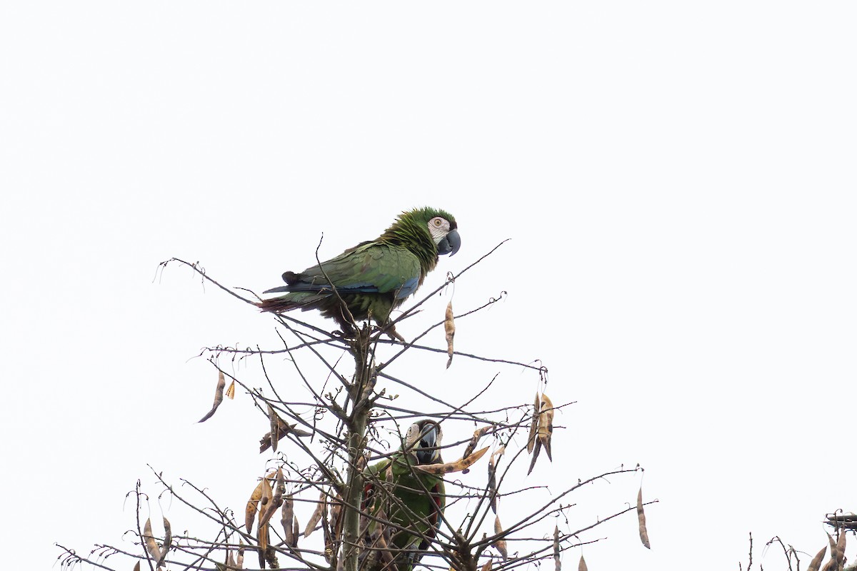 Chestnut-fronted Macaw - ML659284057