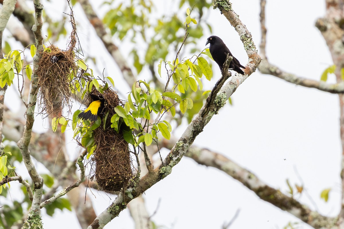 Giant Cowbird - ML659284105
