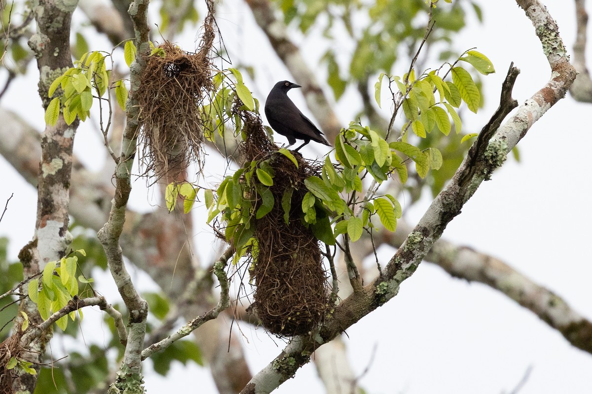 Giant Cowbird - ML659284107