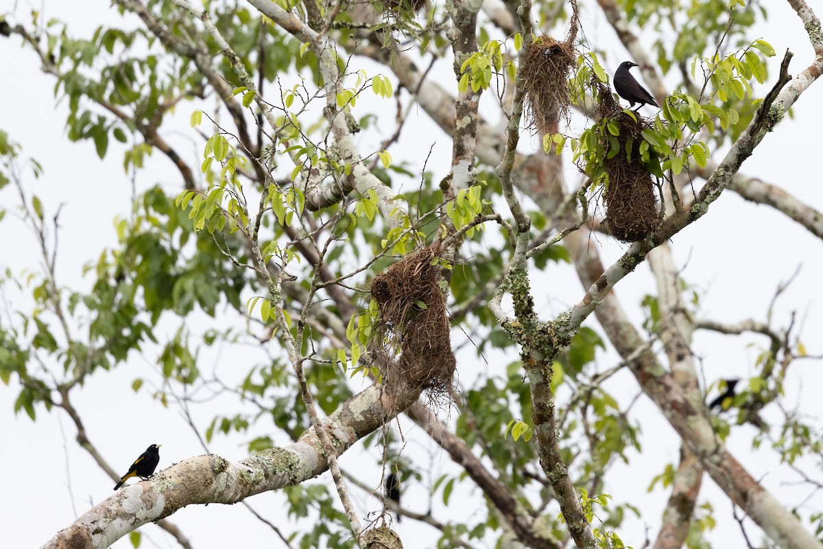 Giant Cowbird - ML659284108