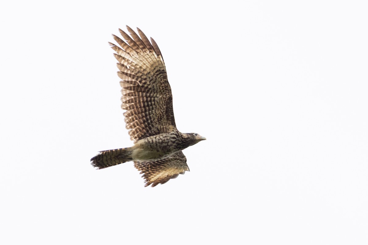 Yellow-headed Caracara - ML659284133