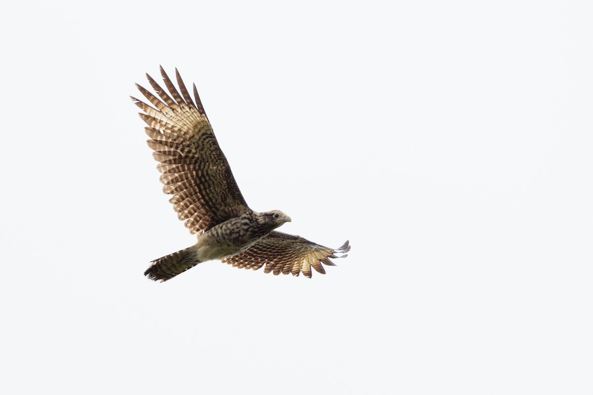 Yellow-headed Caracara - ML659284134