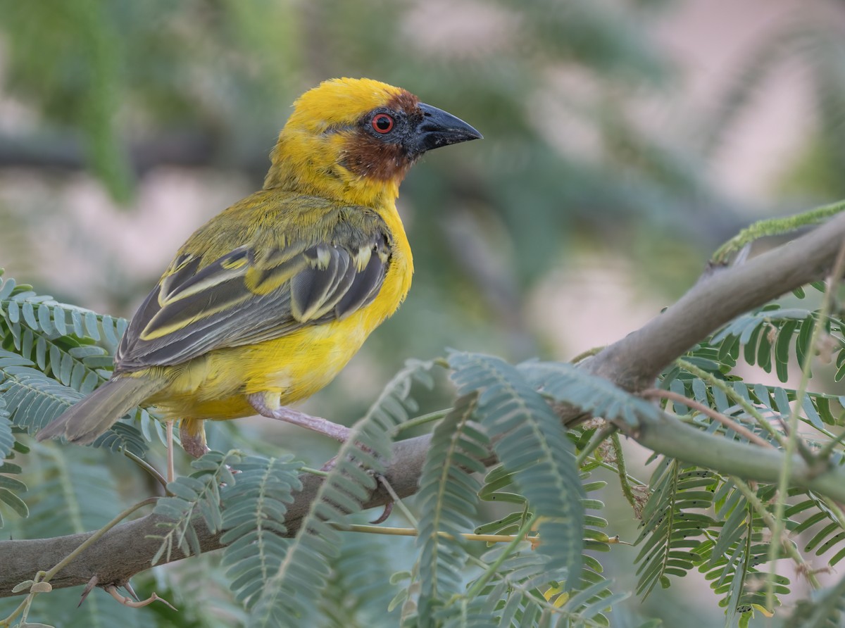 Rüppell's Weaver - ML659284153
