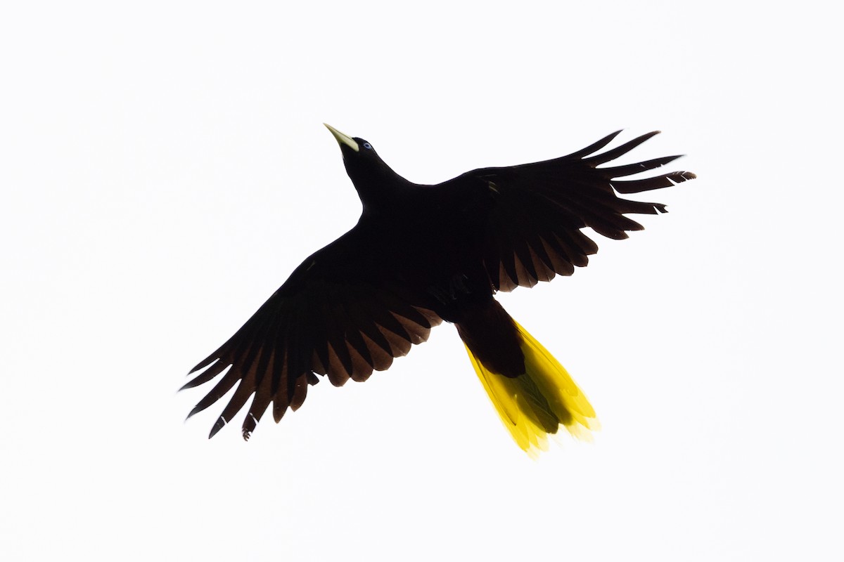 Crested Oropendola - ML659284162