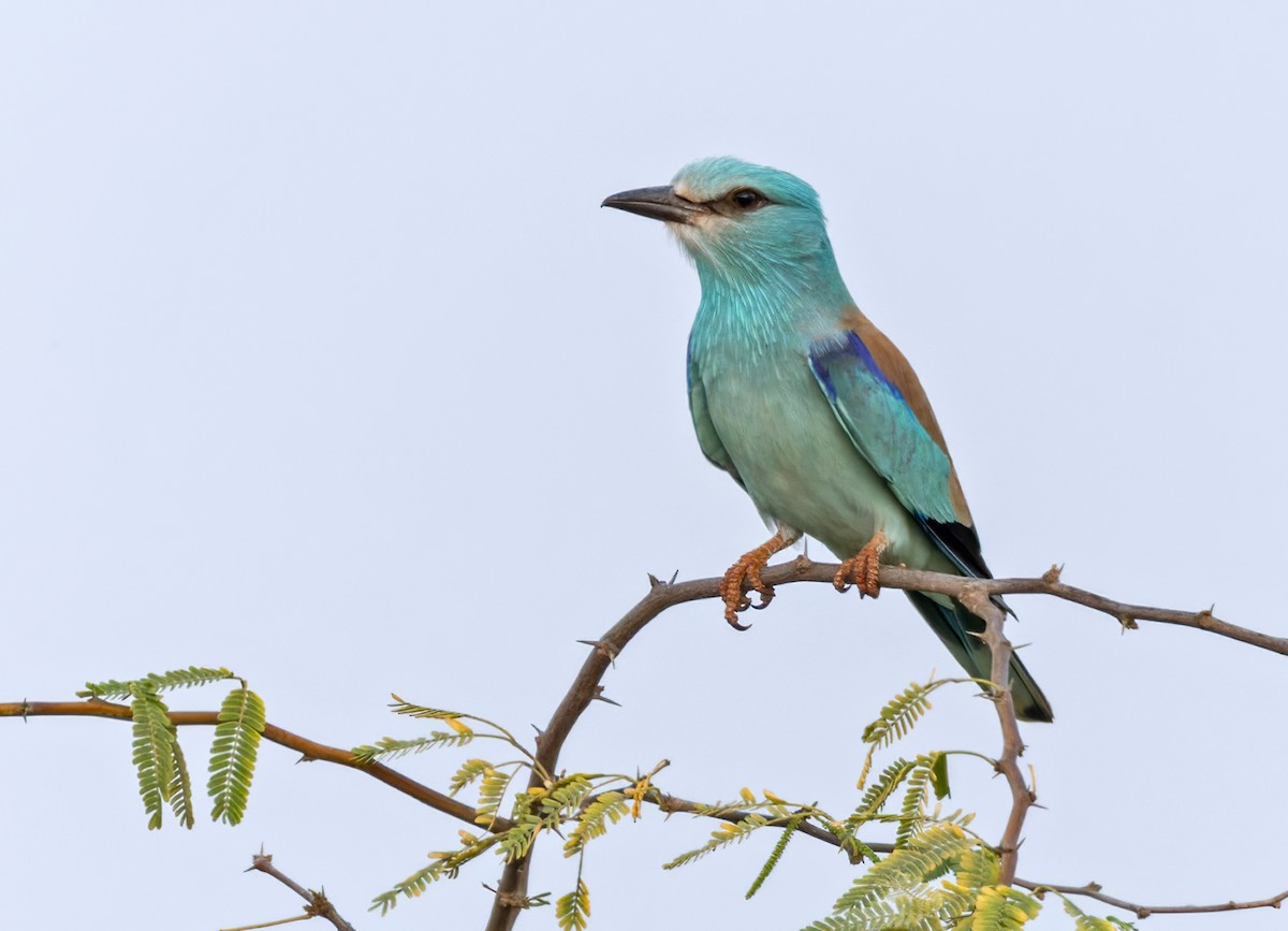 European Roller - ML659284163
