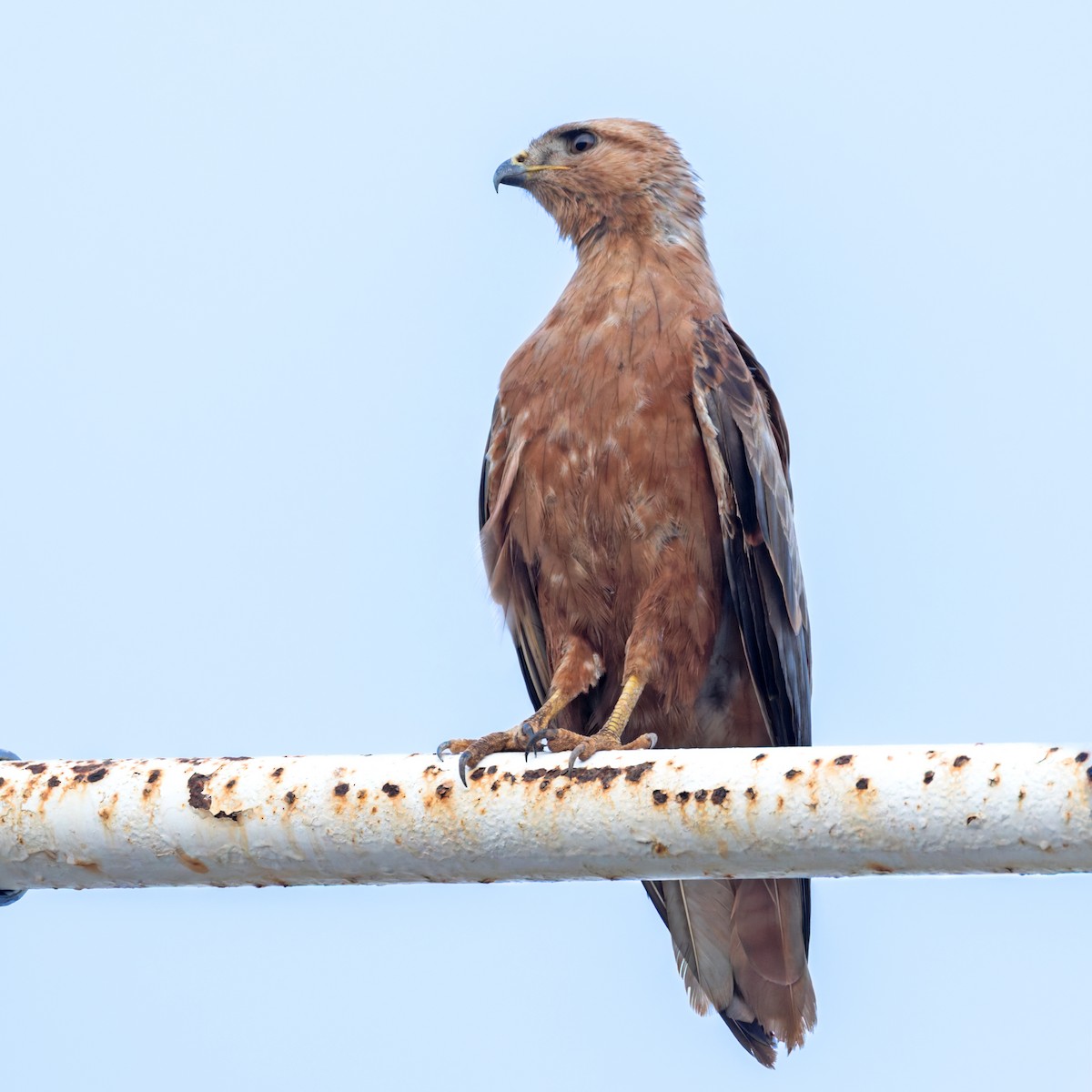 Long-legged Buzzard - ML659284166