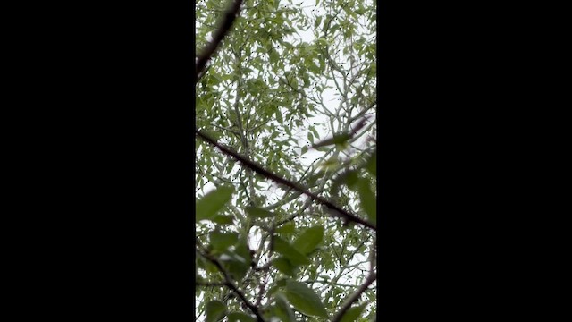 Yellow-green Vireo - ML659284226