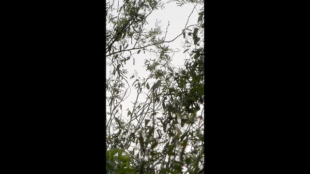 Yellow-green Vireo - ML659284227