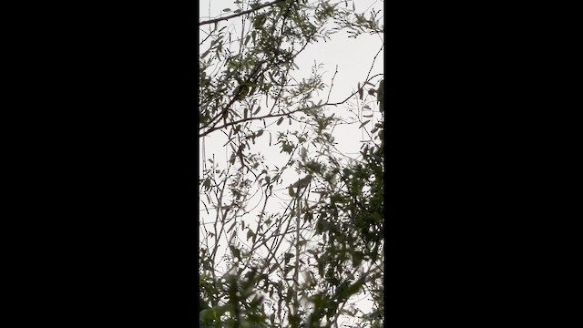 Yellow-green Vireo - ML659284229