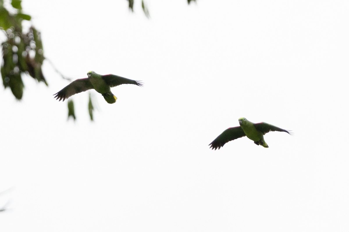 Yellow-crowned Amazon - ML659284255