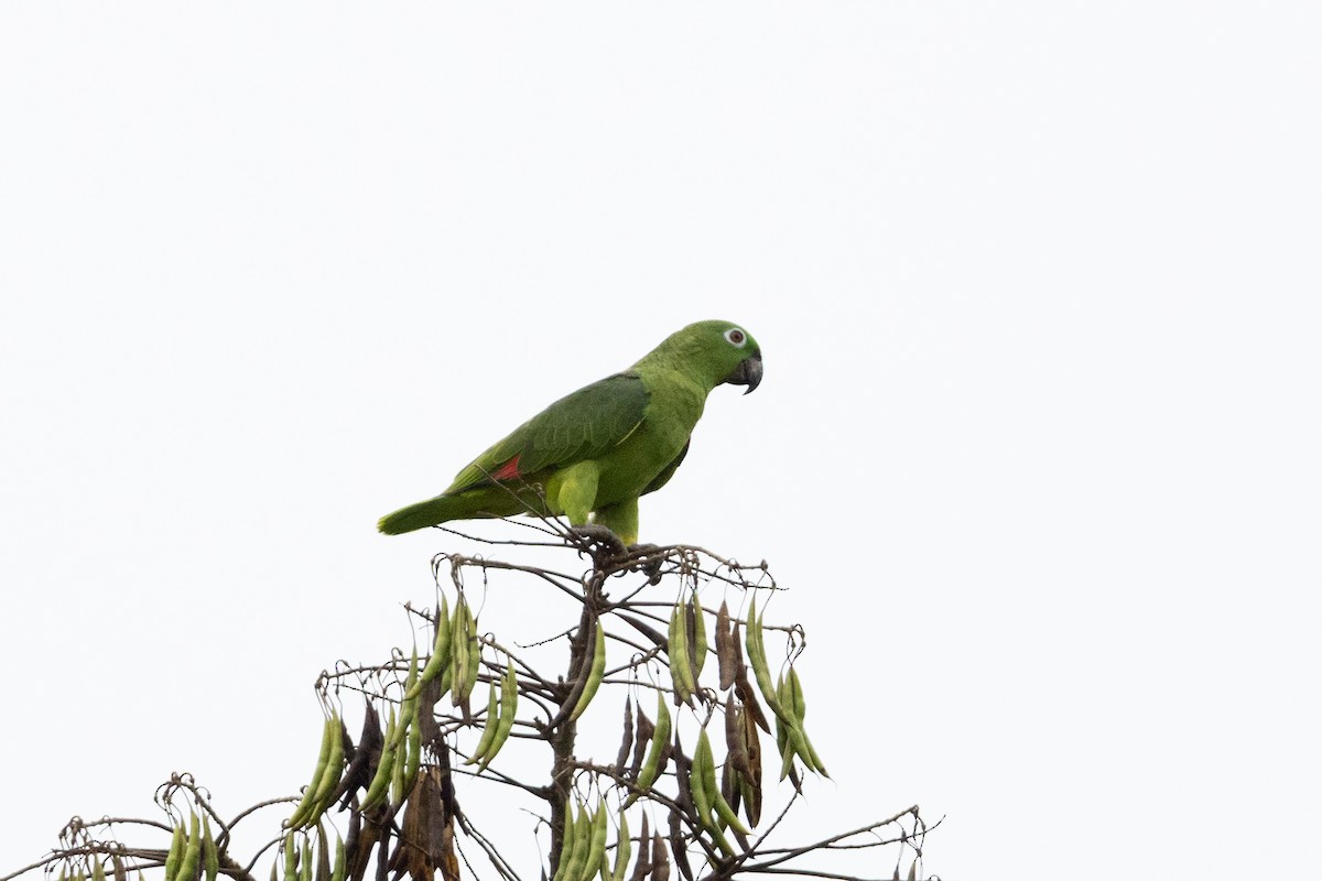 Yellow-crowned Amazon - ML659284260