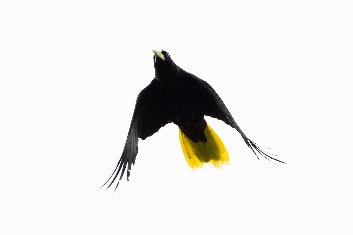 Crested Oropendola - ML659284265