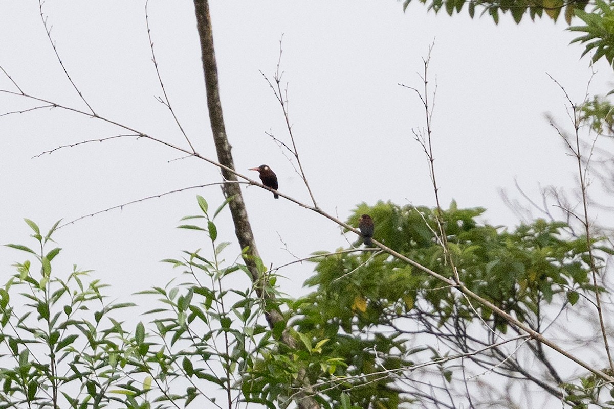 White-eared Jacamar - ML659284345