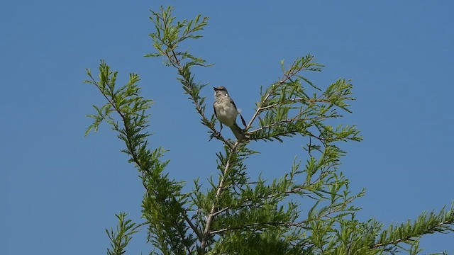 Northern Mockingbird - ML659284347