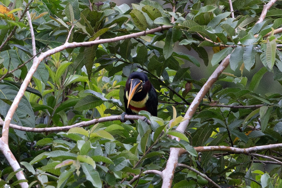 Chestnut-eared Aracari - ML659284374