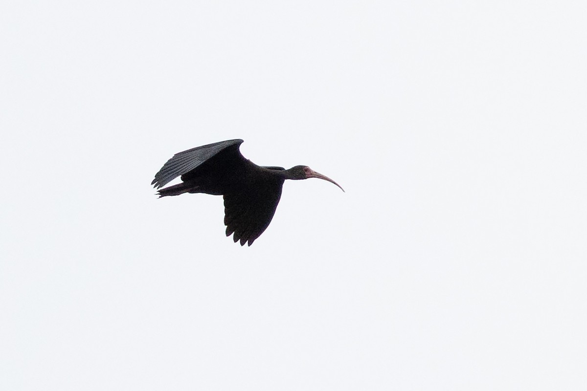 Bare-faced Ibis - ML659284389