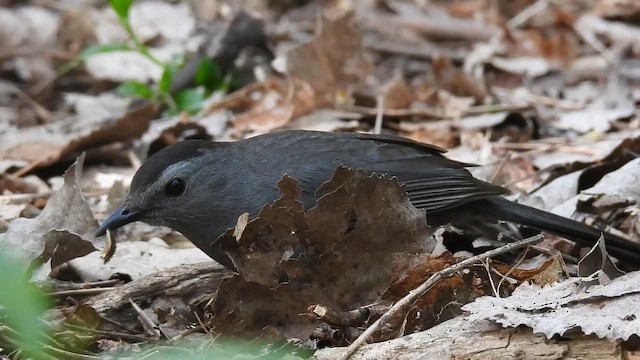 Gray Catbird - ML659284391