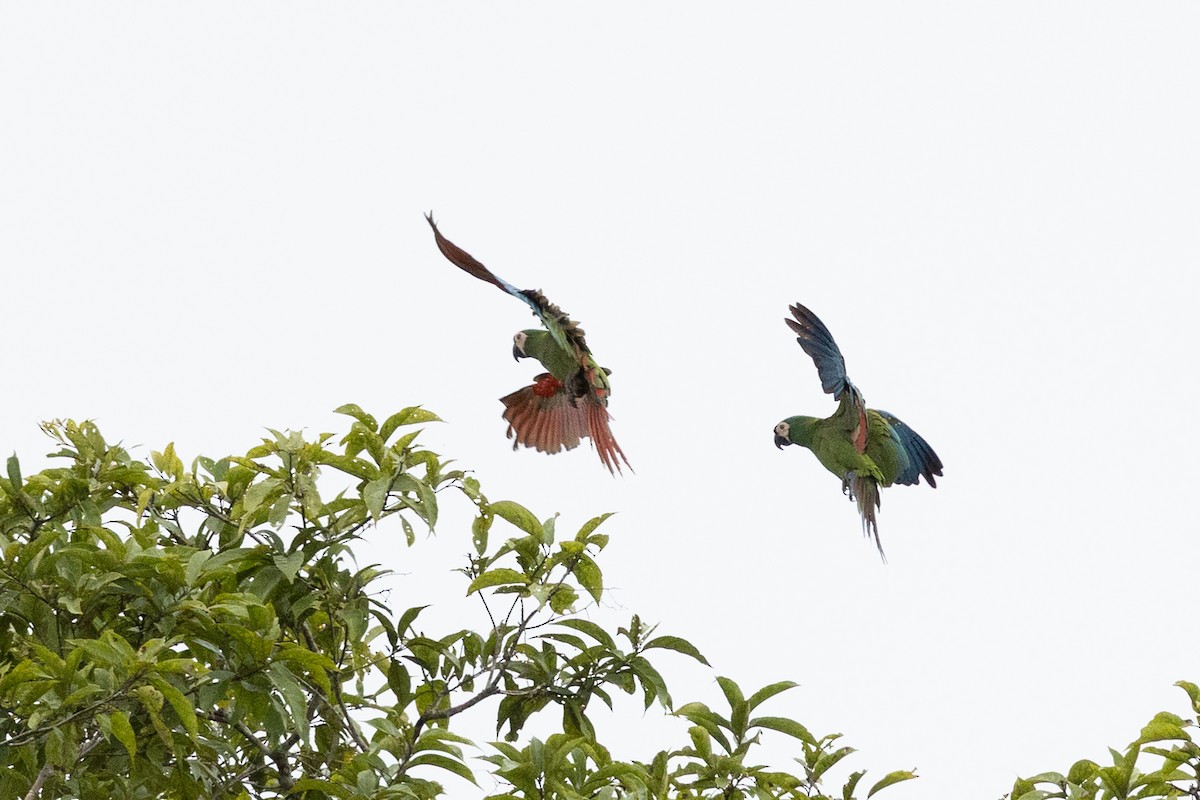 Chestnut-fronted Macaw - ML659284395